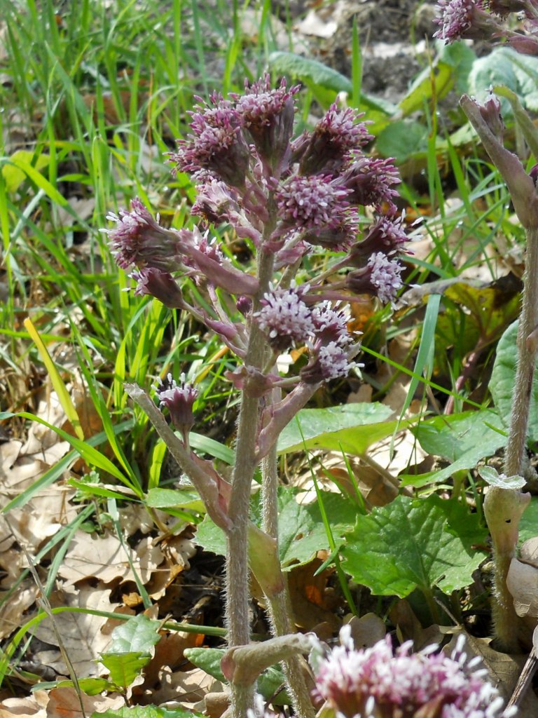 Petasites pyrenaicus (=P.fragrans) / Farfaraccio vaniglione